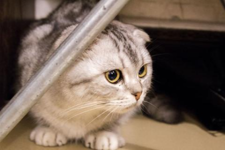 小猫几周开始长牙？教你判断猫咪年龄看牙齿