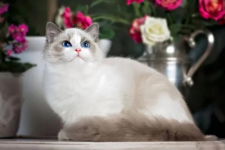 布偶猫性格特点是什么？优点缺点全分析