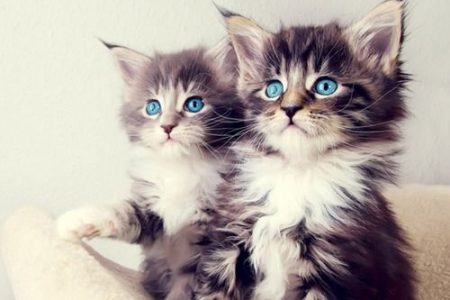 还在纠结？长毛猫幼猫的显著特征及辨别方法