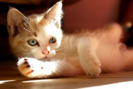 两个月小猫喂养技巧：饮食、健康和注意事项