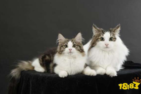 猫咪闻到臭脚为何裂嘴？这是一种特殊的嗅探方式