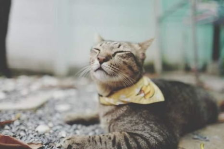 家猫的寿命一般多长时间？如何延长猫咪的寿命？