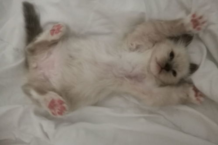 小猫咪喝牛奶拉肚子怎么办？避免误区很重要