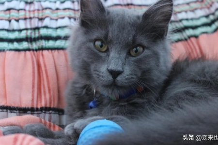 担心买到串串蓝猫？教你如何挑选纯种蓝猫