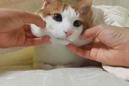 成年猫咪抓后颈皮安全吗？体重超标后还能这样抱吗？