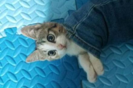 猫的肚子会随着呼吸动吗？别错过这些呼吸细节