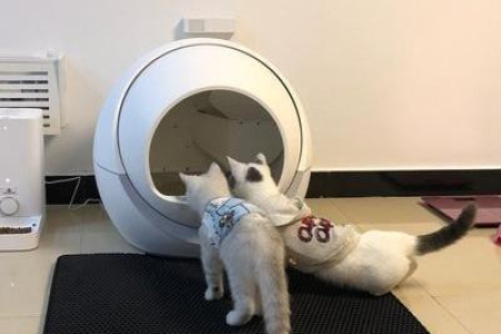 猫咪误食猫砂怎么办？能自然排出吗？