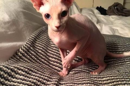 想了解无毛猫？斯芬克斯猫的品种特性与饲养指南