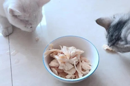 鸡胸肉煮多久才能给猫吃？新手铲屎官必看