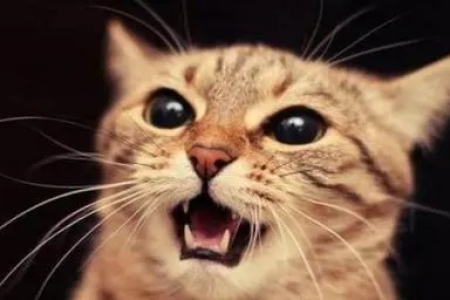 猫咪咕咕咕叫声代表什么？全面解读猫咪咕噜声的含义