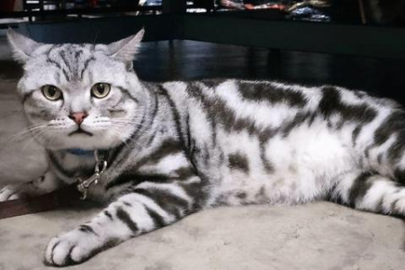 流浪猫吃猫粮吗？揭秘流浪猫的饮食偏好和生存之道