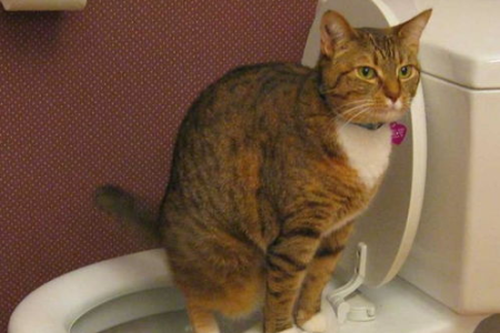 2个月猫咪食量多少才算正常？一次吃多少猫粮合适？