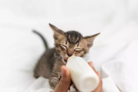 奶猫人工喂养：掌握正确奶量避免喂养风险