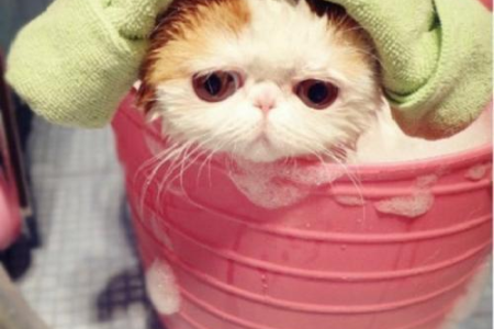 小奶猫喂养秘籍：从奶粉选择到大小便处理