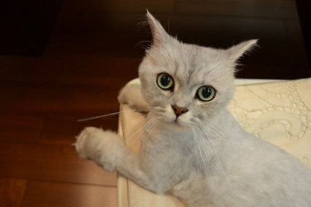 猫咪挑食怎么办？营养均衡的猫咪食谱