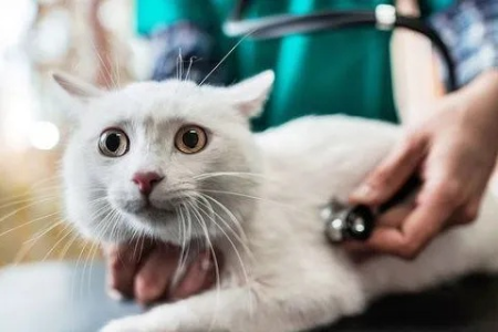 洗澡后多久给猫咪做体外驱虫？避免影响药效！
