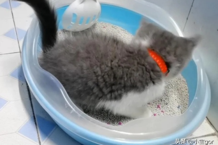 新生小猫排便频率：多久一次才算健康？