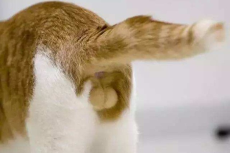 母猫有睾丸？可能是这些原因造成的！