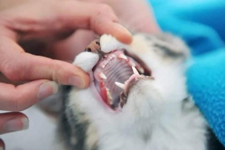 家里猫咪什么时间换牙？换牙期猫咪会有哪些表现？
