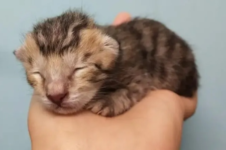 猫咪一般多久开眼？新生小猫睁眼时间详解