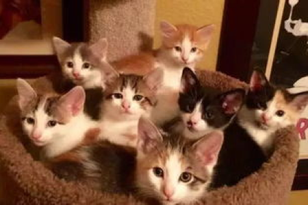 母猫送走小猫后会想念吗？它们的母子情有多深？