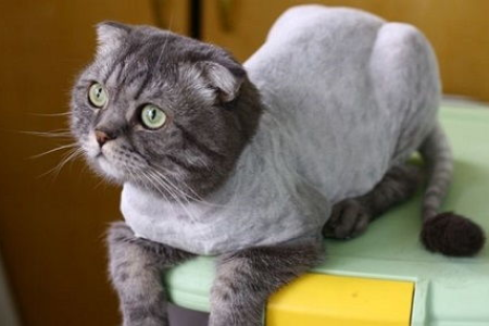 夏季猫咪疯狂掉毛？这些方法能帮到你