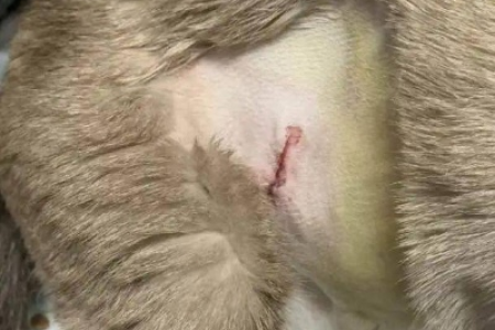 母猫绝育手术后线不拆的危害及预防措施