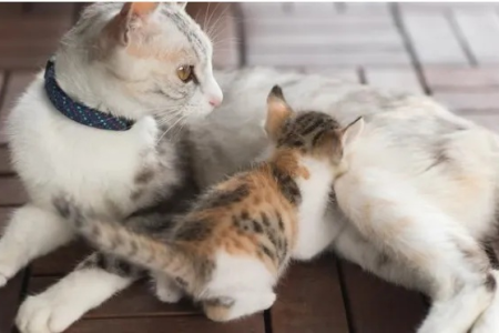 母猫闹猫了怎么办？详解猫咪发情期的各种表现