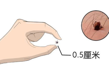 猫咪被蜱虫叮咬了怎么办？有效去除蜱虫小妙招！
