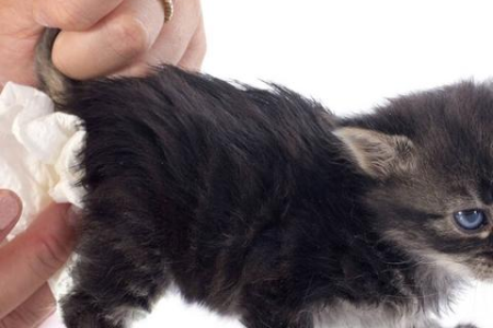 猫咪几天不拉屎怎么办？可能是这些原因导致的