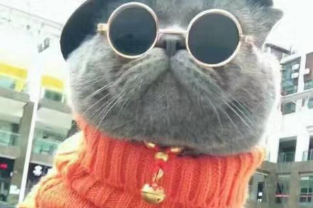 夏季高温，猫独自在家会热死吗？教你如何降温