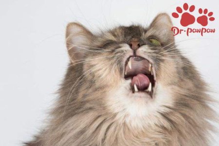 小猫一直打喷嚏是怎么回事？可能是这些原因导致的