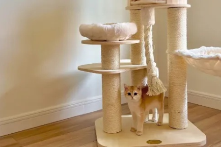 根据猫咪体型和性格，如何选择合适的猫爬架？
