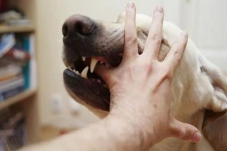 打过针的猫抓伤后，需要注射狂犬疫苗吗？风险及应对措施