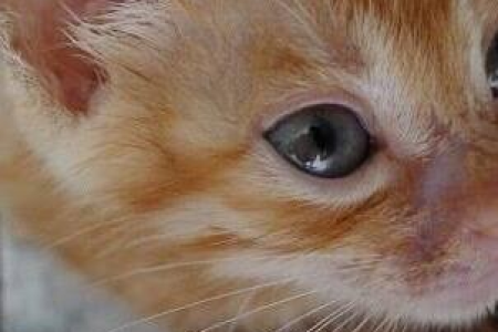 被传染猫藓怎么办？教你快速有效应对方法