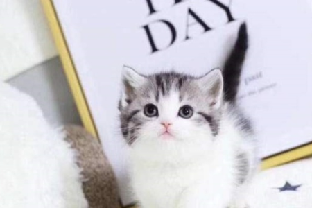 想养矮脚猫？先了解它的缺点和潜在疾病！