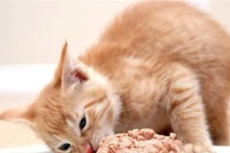 如何喂养2-3个月小猫？食物清单及注意事项