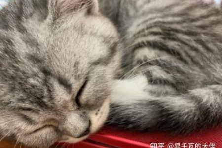 如何防止公猫绝育后舔伤口？伊丽莎白圈有用吗？