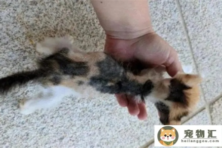 刚出生的小猫尾巴断了，是先天性还是意外？