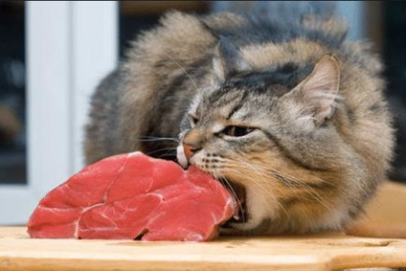 猫咪挑食不吃东西怎么办？铲屎官必看解决猫咪挑食秘籍