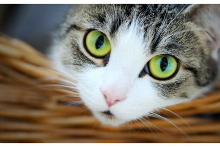 猫咪依靠什么辨认主人？用科学解释猫咪认主行为