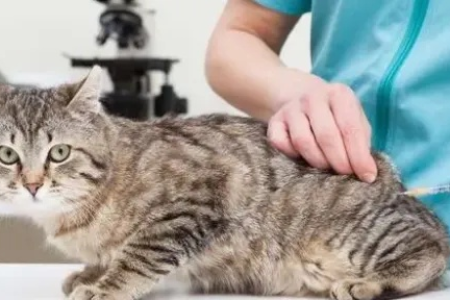 家里猫咪打过疫苗吗？教你快速识别疫苗接种情况