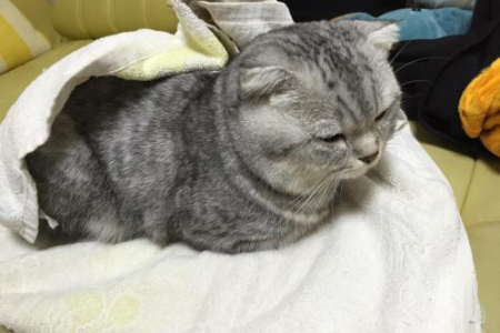 猫吃完就拉肚子怎么办？猫咪频繁拉便的原因及解决方法