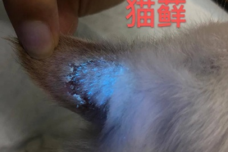 猫咪长猫藓，皮肤红肿怎么办？经验分享及用药指导