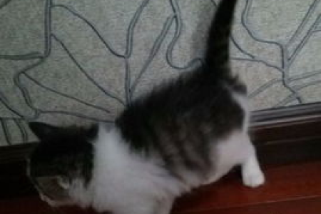 小猫总是乱大小便？教你一步步训练幼猫使用猫砂！