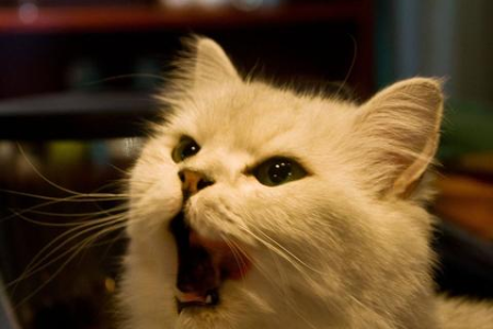 为什么猫咪不吃猫粮？教你几招让猫咪乖乖吃饭