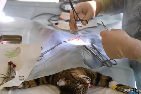 给公猫绝育？5大方面深度分析利与弊