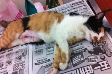猫咪绝育手术后不吃不喝狂吐？怎么办？