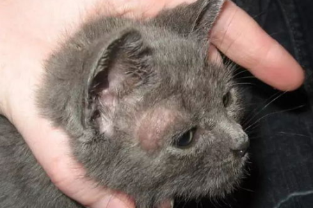 家里小奶猫得了猫癣怎么办？专家教你一步步解决