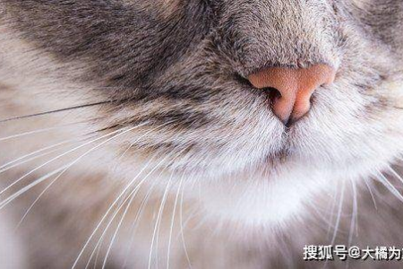 为什么猫咪的胡须会掉？如何预防和护理？